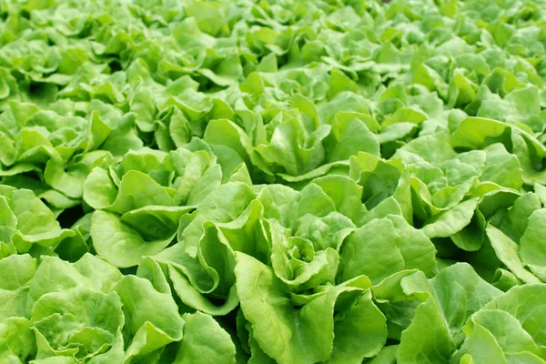 Verse butterhead salade sla — Stockfoto