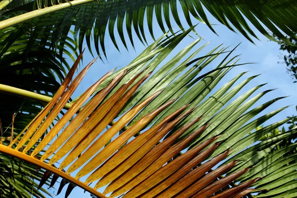 Folhas de palmeira — Fotografia de Stock