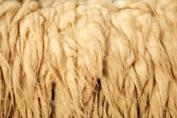 Primer plano de la piel de oveja —  Fotos de Stock