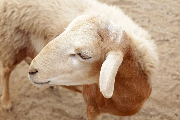 Коричневые овцы на ферме, Таиланд — стоковое фото