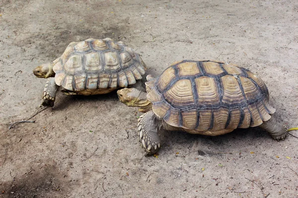 Olbrzymie żółwie w zoo — Zdjęcie stockowe