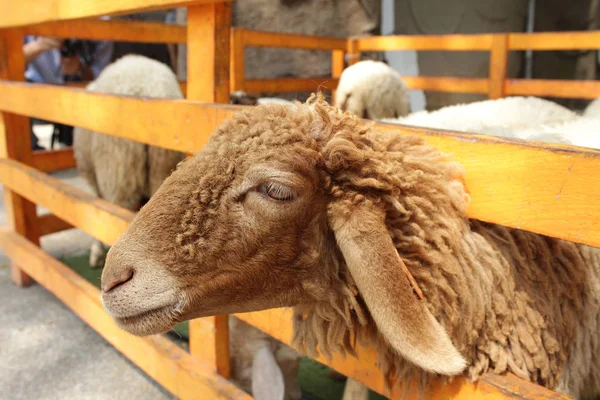 Moutons bruns à la ferme, Thaïlande — Photo