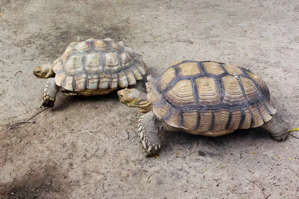 Tartarugas gigantes no zoológico Imagens De Bancos De Imagens