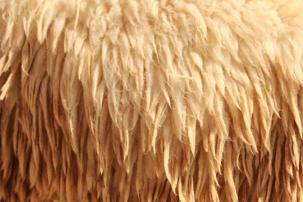 Primer plano de la piel de oveja — Foto de Stock