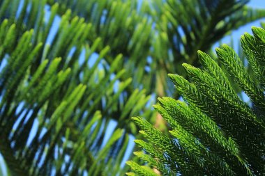 Abstract background of Norfolk Island Pine Tree clipart