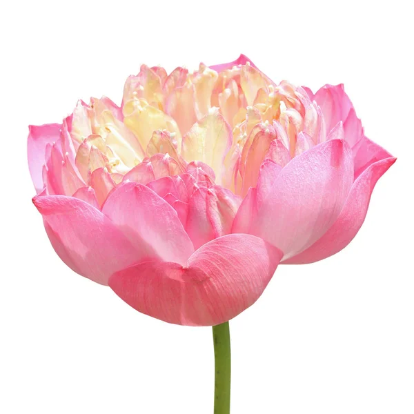 Bellissimo fiore di loto rosa isolato su bianco — Foto Stock