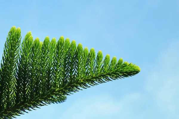 Árbol de Agave americana —  Fotos de Stock