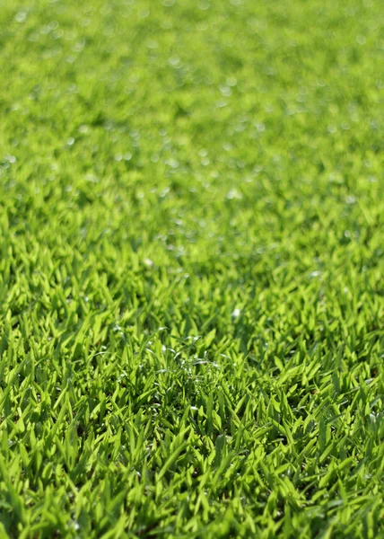 Grüne Rasenflächen — Stockfoto