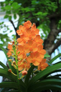 Sarı orkide büyümek büyük ağacın