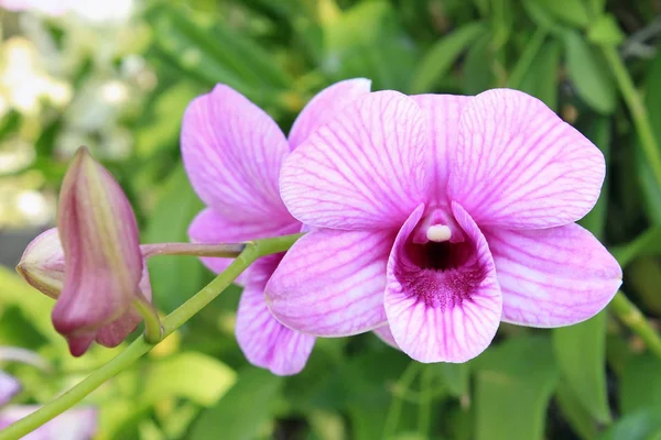 Zbliżenie: orchidea — Zdjęcie stockowe