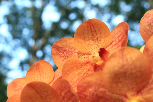 Primer plano de la orquídea —  Fotos de Stock