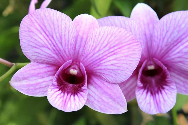 Close-up van orchid — Stockfoto