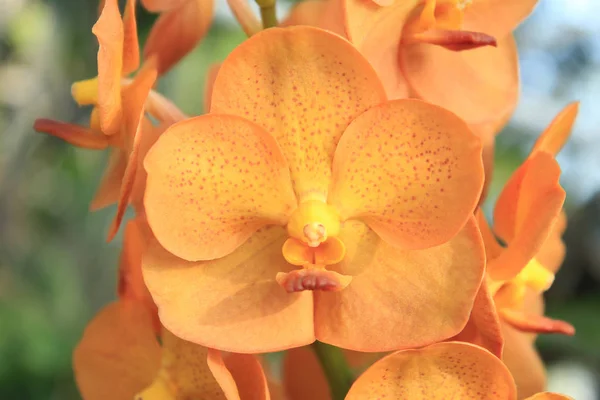 Fechar acima de orchid — Fotografia de Stock