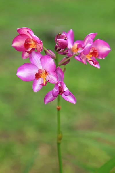 Close-up van orchid — Stockfoto