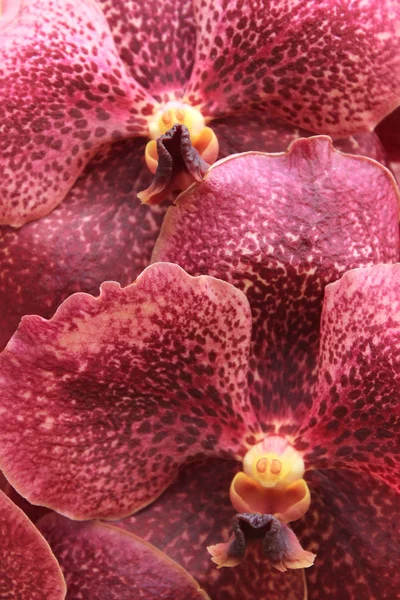Primer plano de la orquídea —  Fotos de Stock