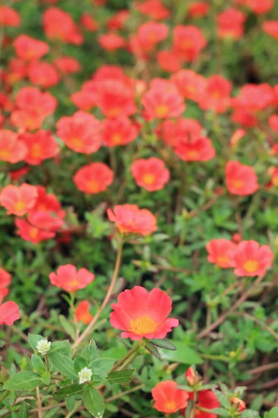 Närbild av Portulaca blommor — Stockfoto