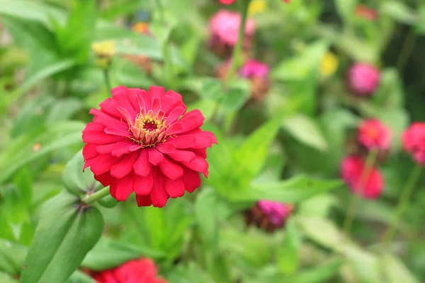 Flores de margarita roja — Foto de Stock