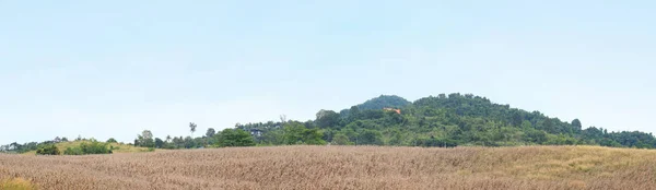 Suchej kukurydzy w dziedzinie rolnictwa, Tajlandia — Zdjęcie stockowe