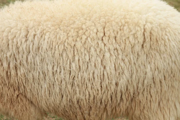 Крупним планом з овчини — стокове фото