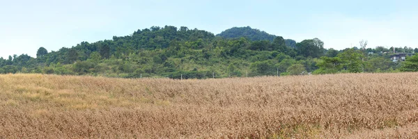 Milho seco no campo agrícola, Tailândia — Fotografia de Stock