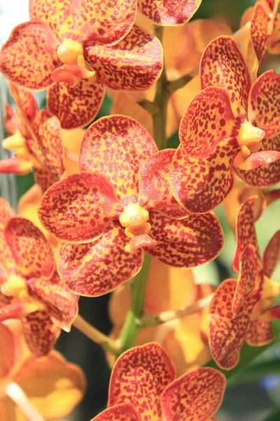 Крупним планом орхідея — стокове фото
