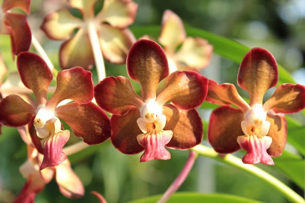 Close-up of Orchid — Stock Photo, Image