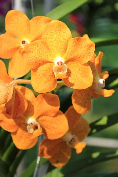 Fechar acima de orchid — Fotografia de Stock