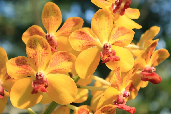 Крупним планом орхідея — стокове фото