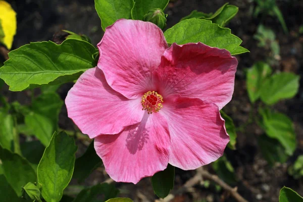 Flores de hibisco rosa — Fotografia de Stock