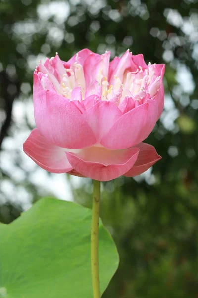 Belle fleur de lotus rose en fleurs — Photo
