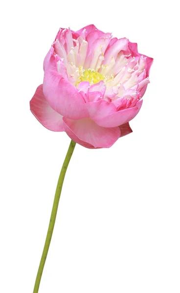 Bellissimo fiore di loto rosa in fiore — Foto Stock