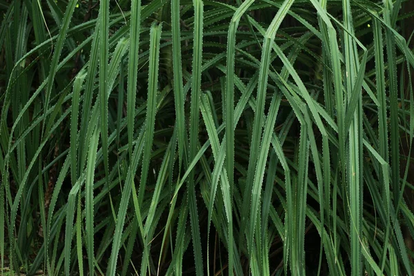 Folhas verdes com espinhos — Fotografia de Stock