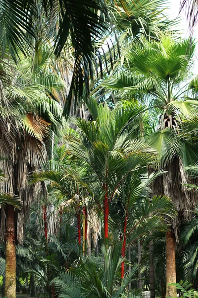 Sfondo della giungla in Thailandia — Foto Stock