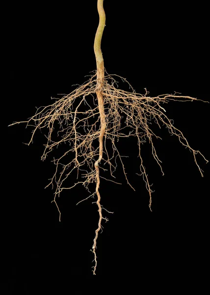 Árvore de raízes no fundo preto Fotos De Bancos De Imagens Sem Royalties