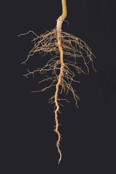 Árvore de raízes no fundo preto Fotos De Bancos De Imagens