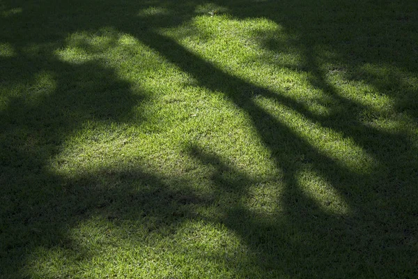 Sombra de árvore no campo de grama — Fotografia de Stock