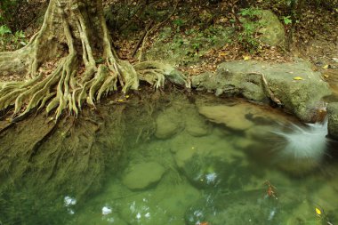 Kök sistemi tropikal orman içinde bir ağaç