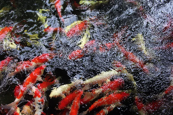 Japanese koi fish — Stock Photo, Image