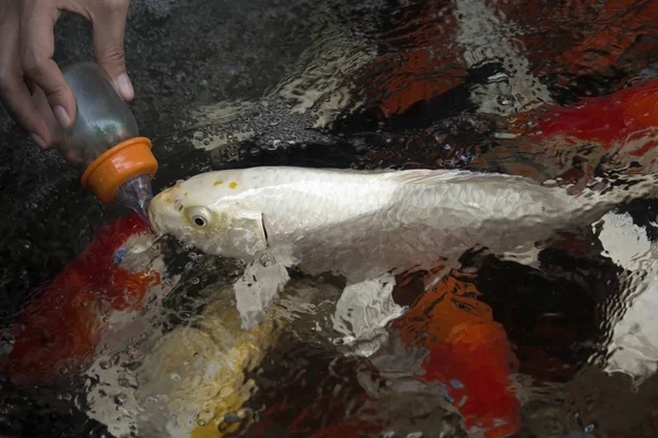 Japanese koi fish — Stock Photo, Image