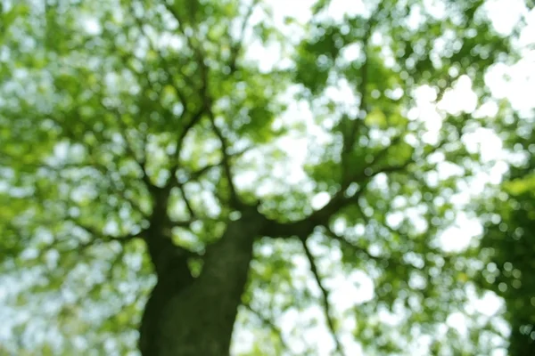 树的模糊的背景 — 图库照片