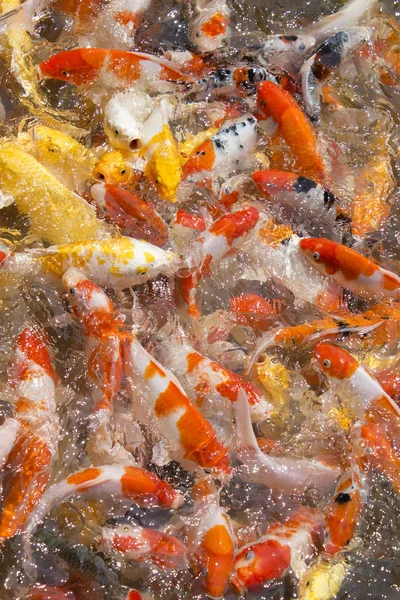 일본의 코 이 물고기 — 스톡 사진