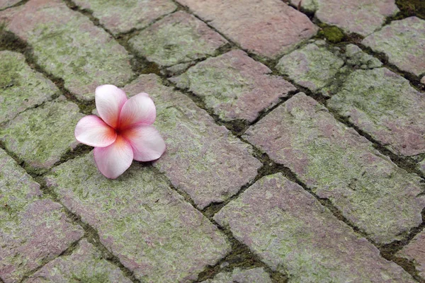 れんが造りの床にプルメリアの花 — ストック写真