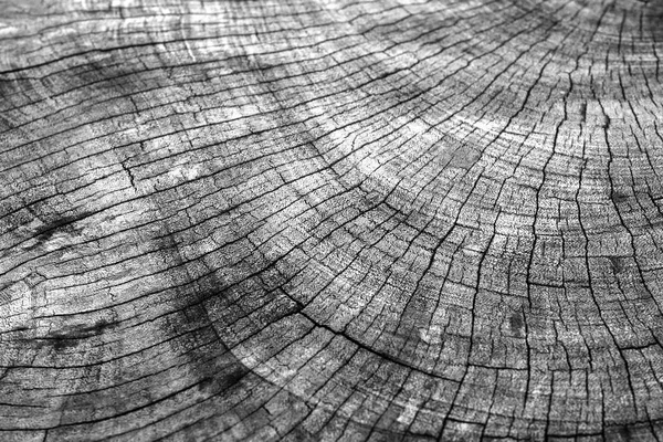 Old wood background — Stock Photo, Image