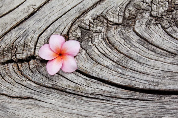 오래 된 나무 배경에 plumeria 꽃 — 스톡 사진