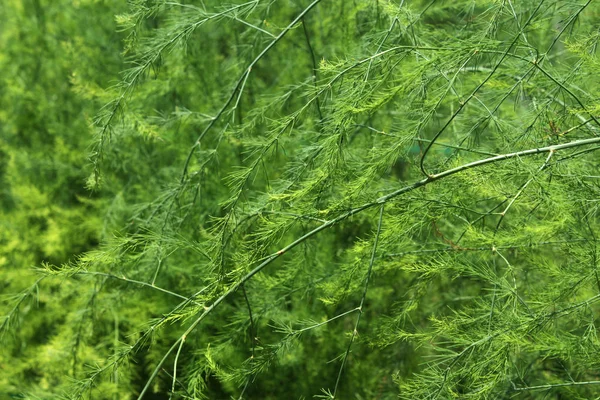 Samambaia de espargos verdes — Fotografia de Stock