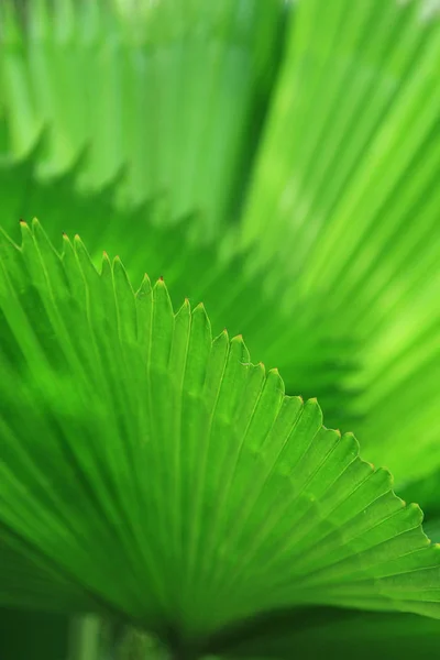緑のヤシの木の葉 — ストック写真