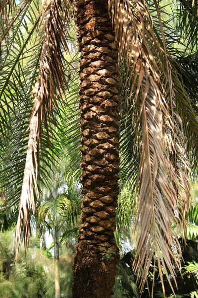 Casca de palmeira — Fotografia de Stock