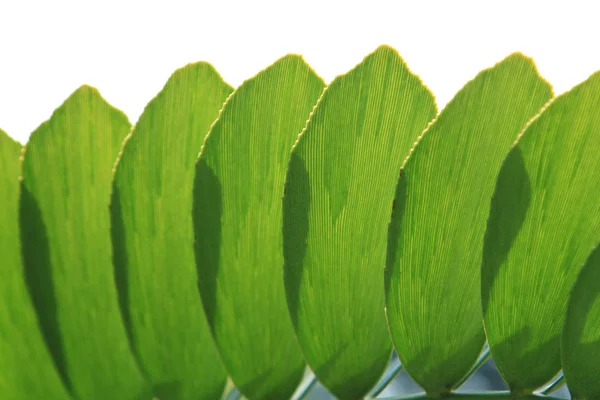 Close up de folha verde — Fotografia de Stock