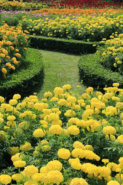 Fiori nel giardino tropicale — Foto Stock