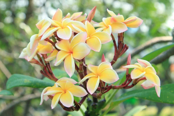Tropikal çiçekler frangipani (plumeria) — Stok fotoğraf